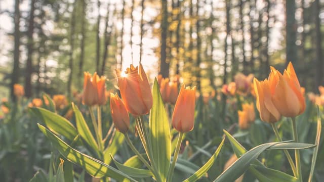 How Call Tracking helps Lead Nurturing: 3 ways